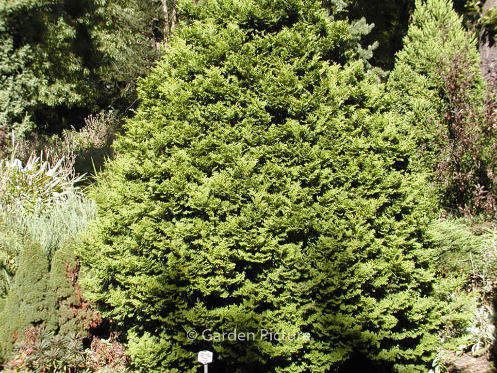 Chamaecyparis obtusa 'Tempelhof'