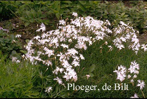 Dianthus arenarius