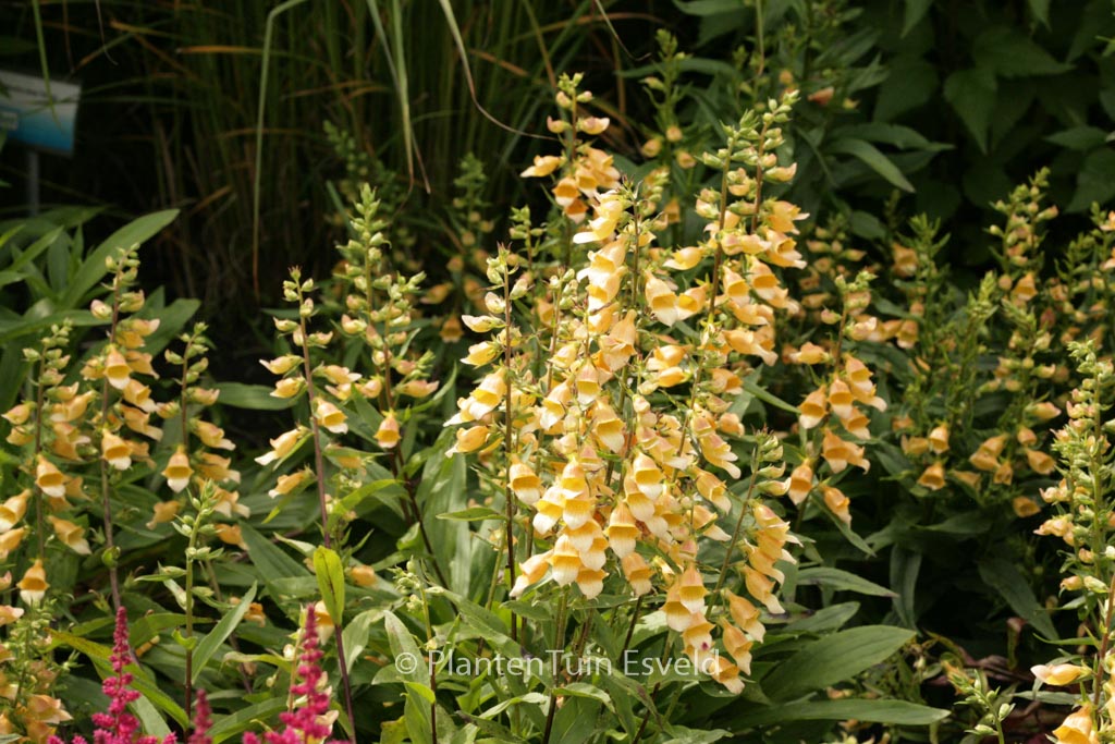 Digitalis 'Spice Island'