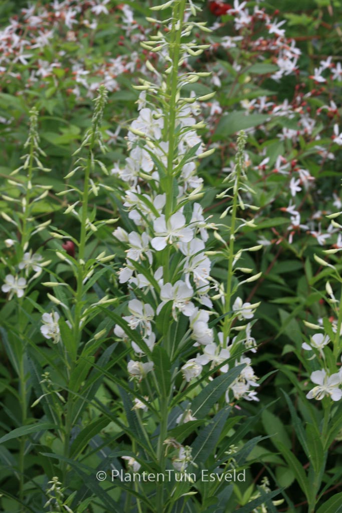 Epilobium angustifolium 'Album'