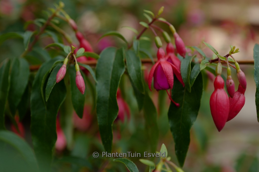 Fuchsia 'Bernisser Hardy'