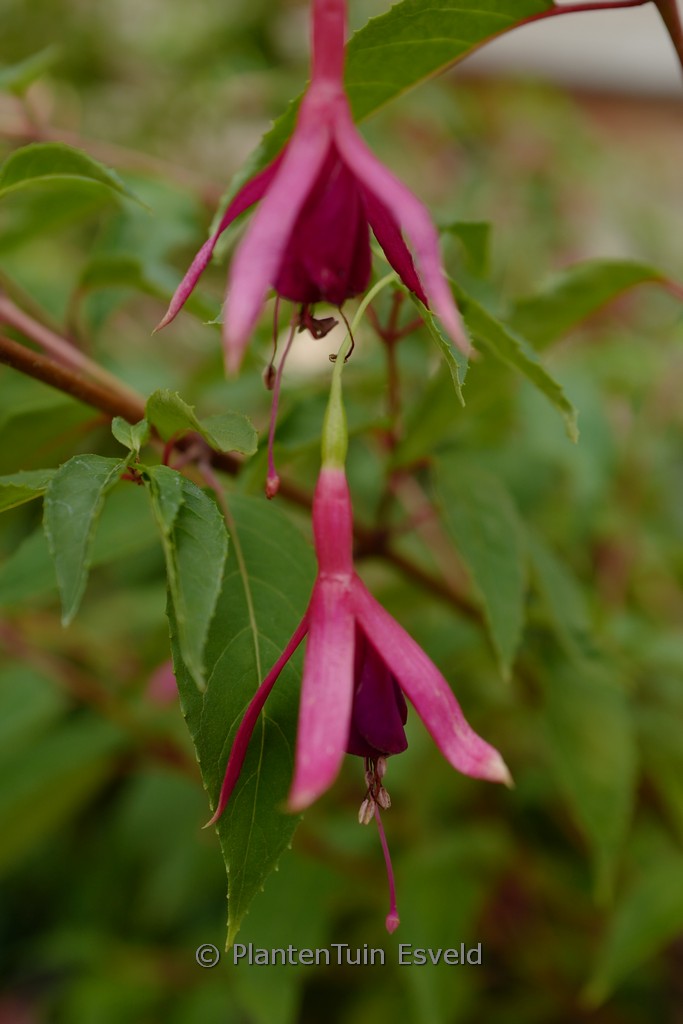 Fuchsia 'Delta's Pim'