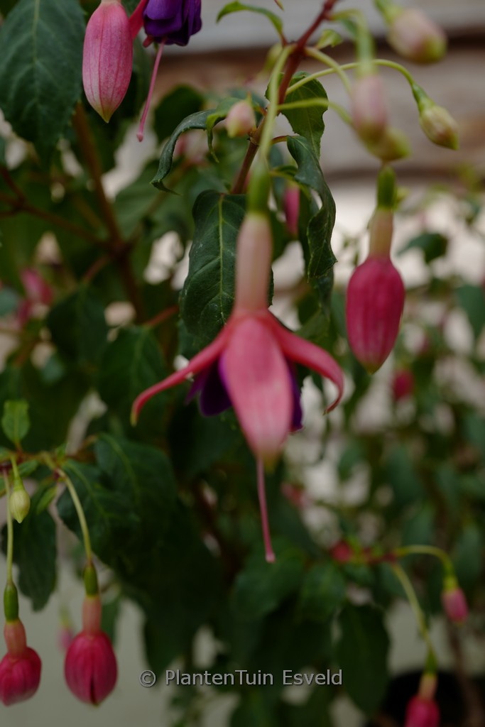 Fuchsia 'Gerrit van Veen'