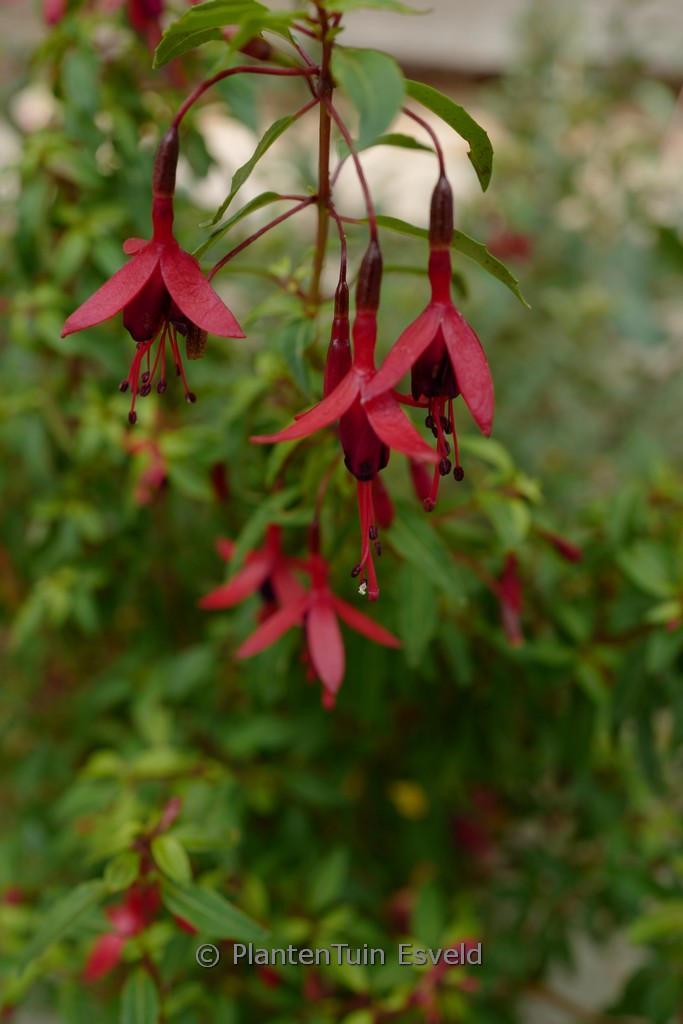Fuchsia 'Papoose'