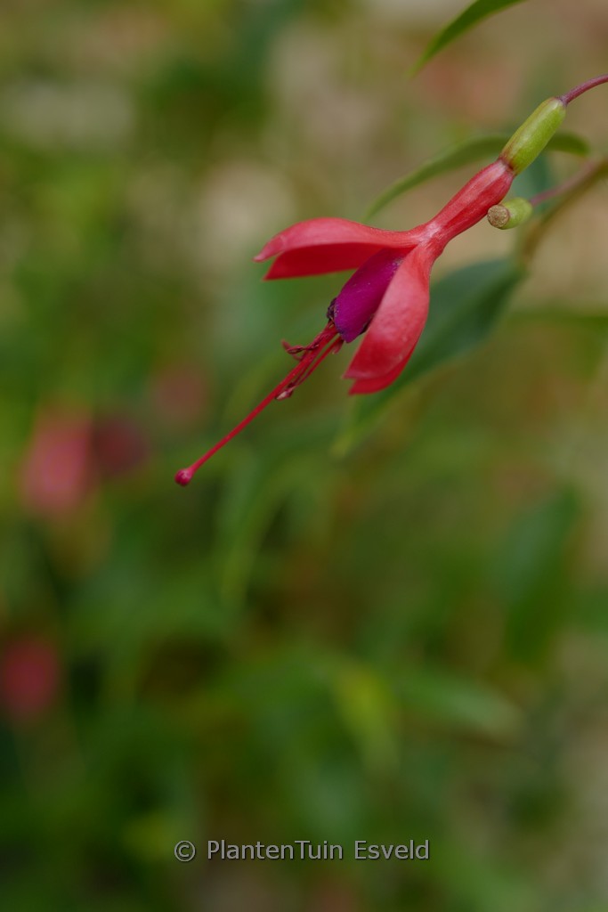 Fuchsia regia 'Gerrit'