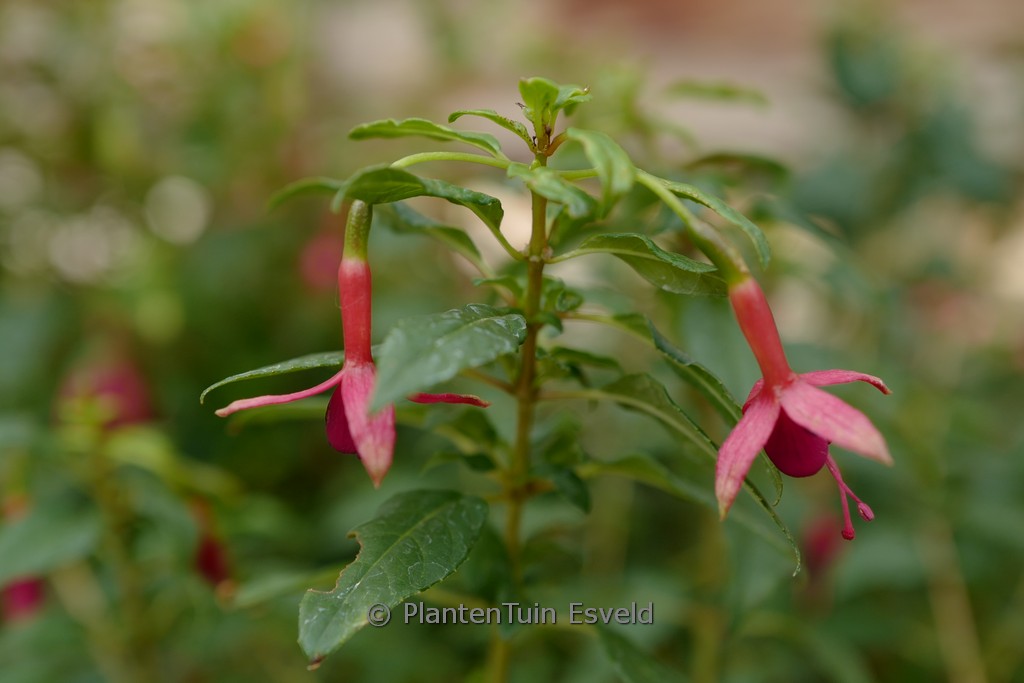 Fuchsia 'Whiteknight's Amethyst'