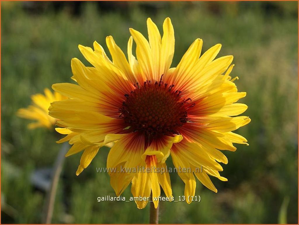 Gaillardia 'Amber Wheels'