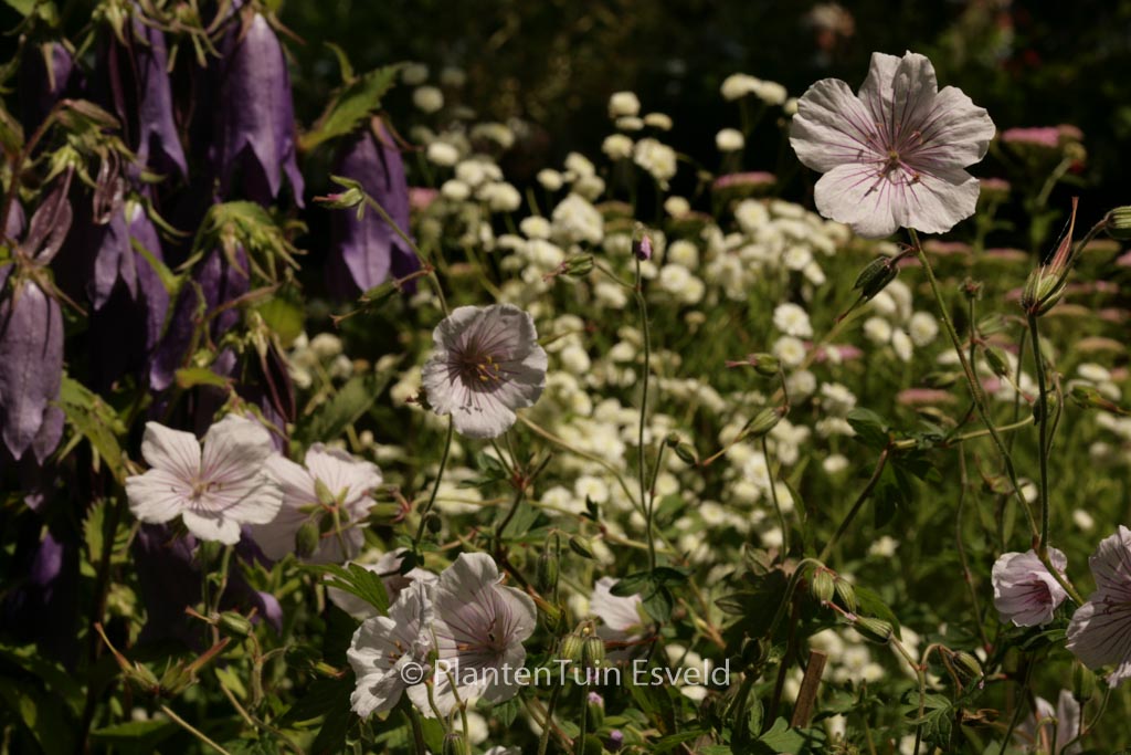 Geranium himalayense 'Derrick Cook'