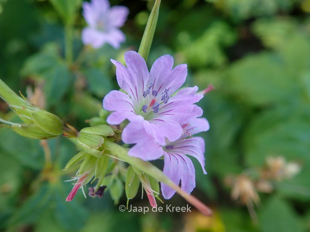 Geranium nododum 'Simon'