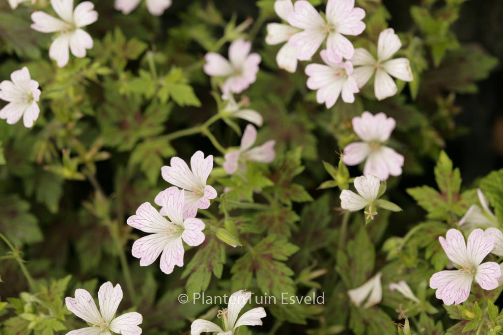Geranium oxonianum 'Katherine Adele'