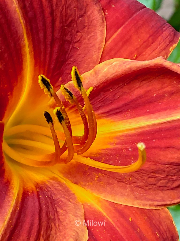 Hemerocallis 'Chewonki'