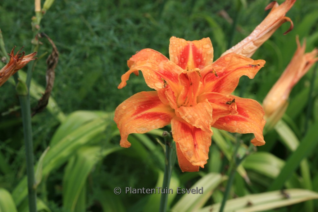 Hemerocallis fulva 'Kwanso'