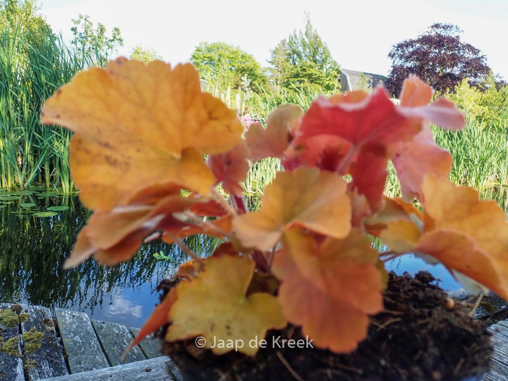 Heuchera 'Northern Exposure Amber'