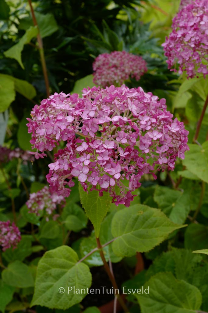 Hydrangea arborescens 'NCHA4' (SWEET ANNABELLE)