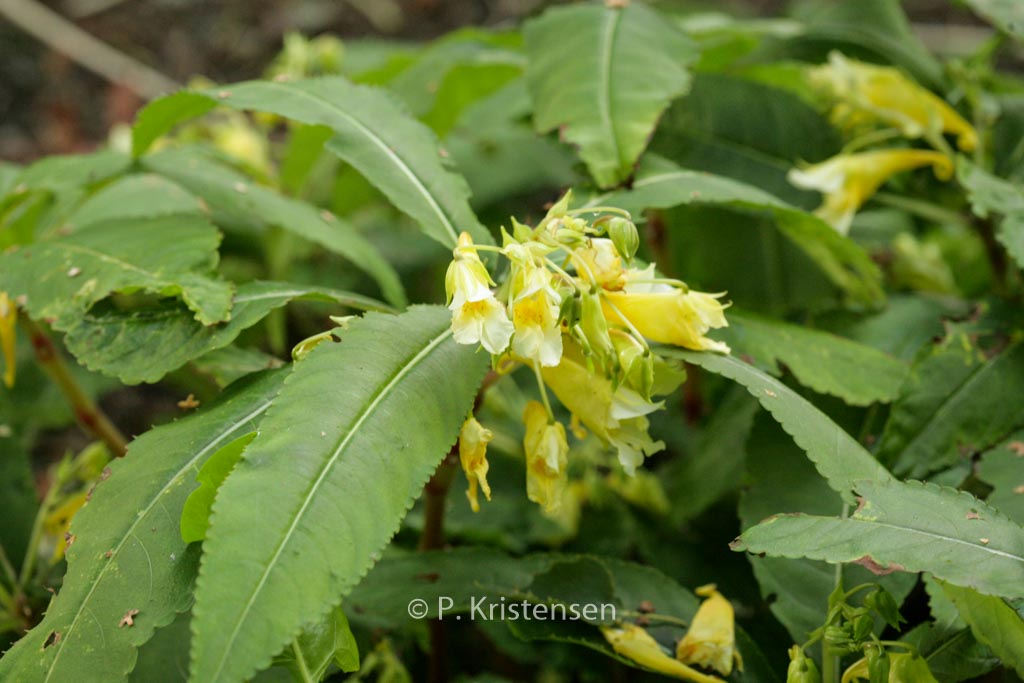 Impatiens omeiana 'Ice Storm'