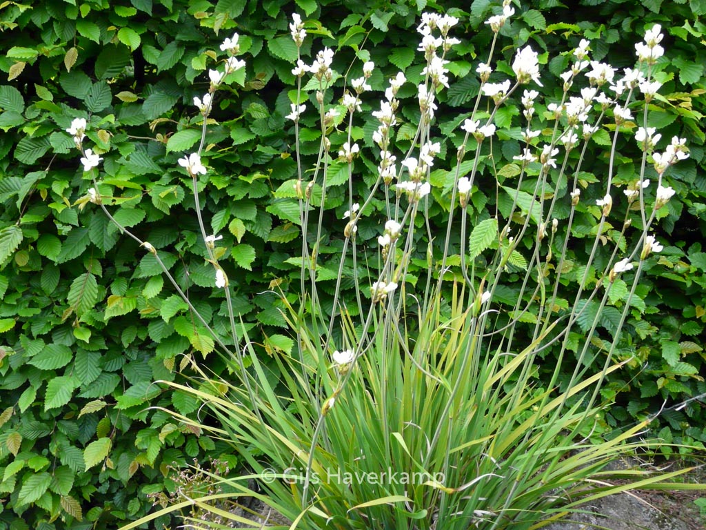 Libertia formosa