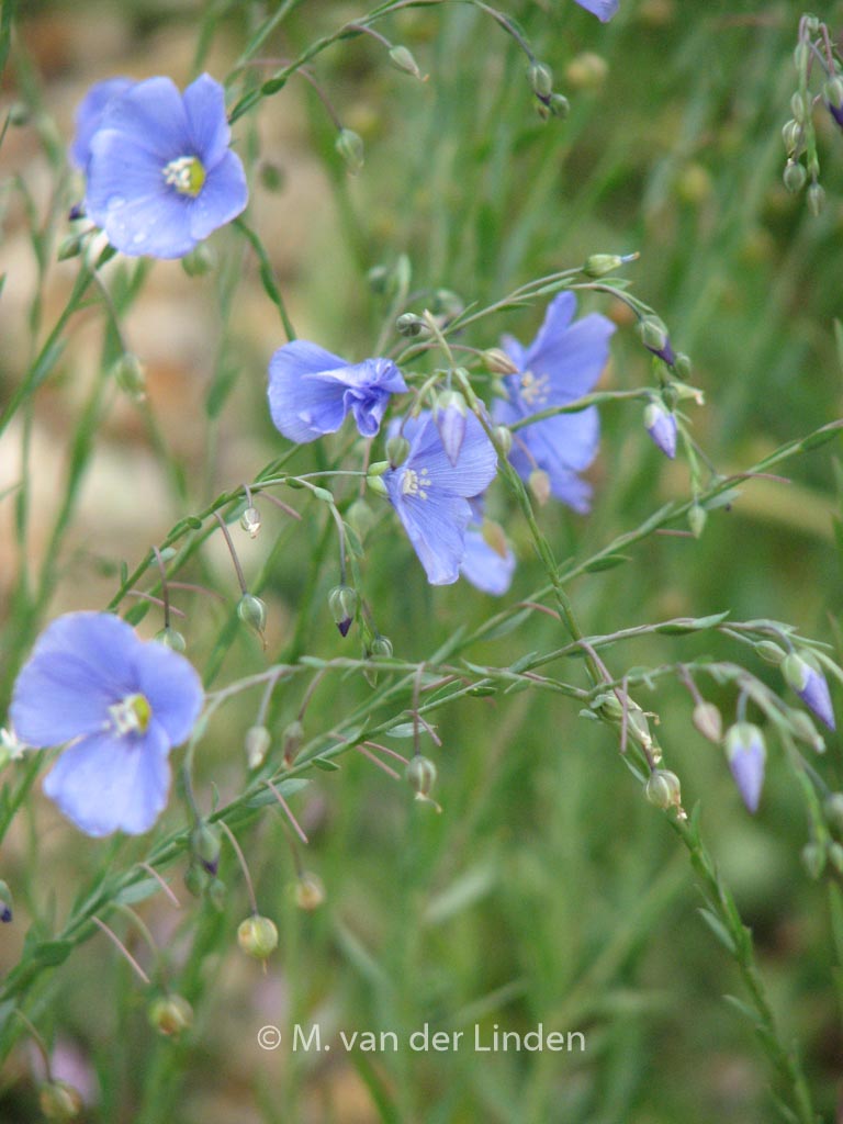 Linum perenne 'Saphir'