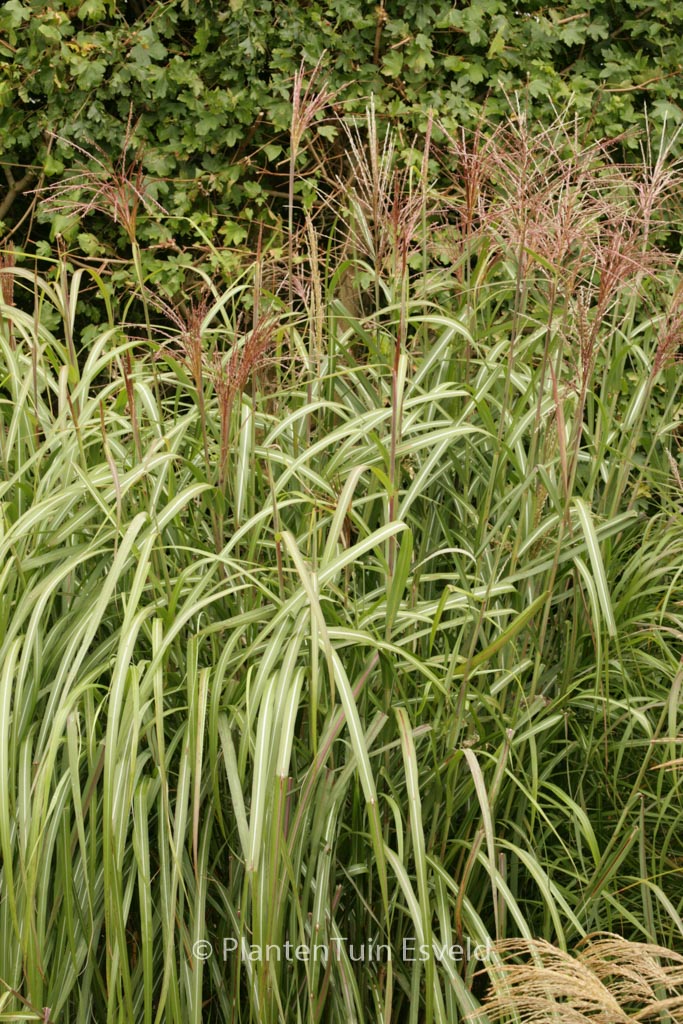 Miscanthus sinensis 'Goliath'