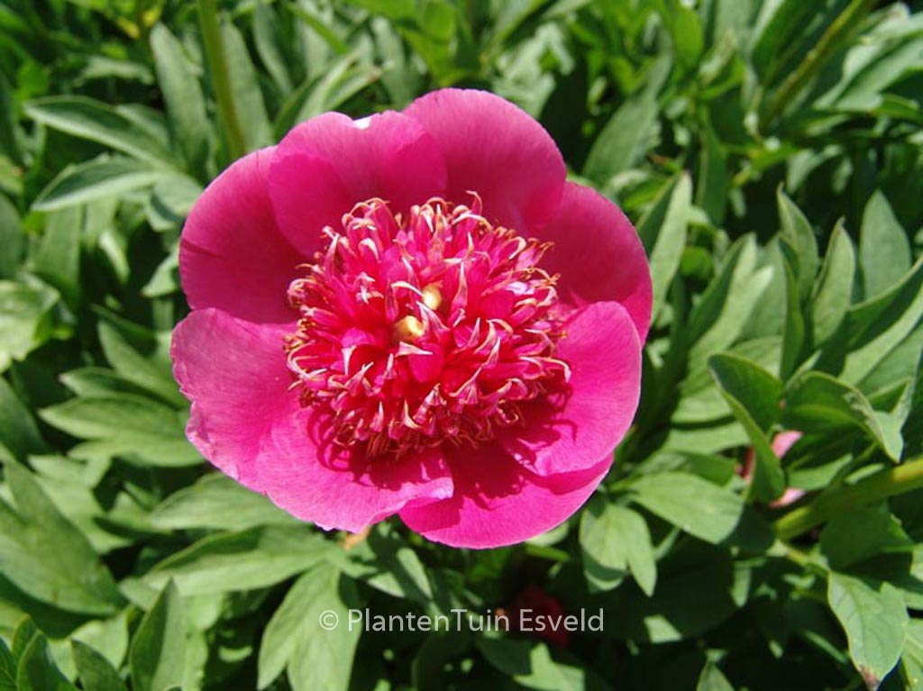 Paeonia officinalis 'Anemoniflora'