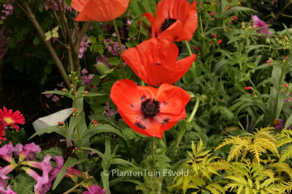 Papaver orientale 'Pizzicato Orange'
