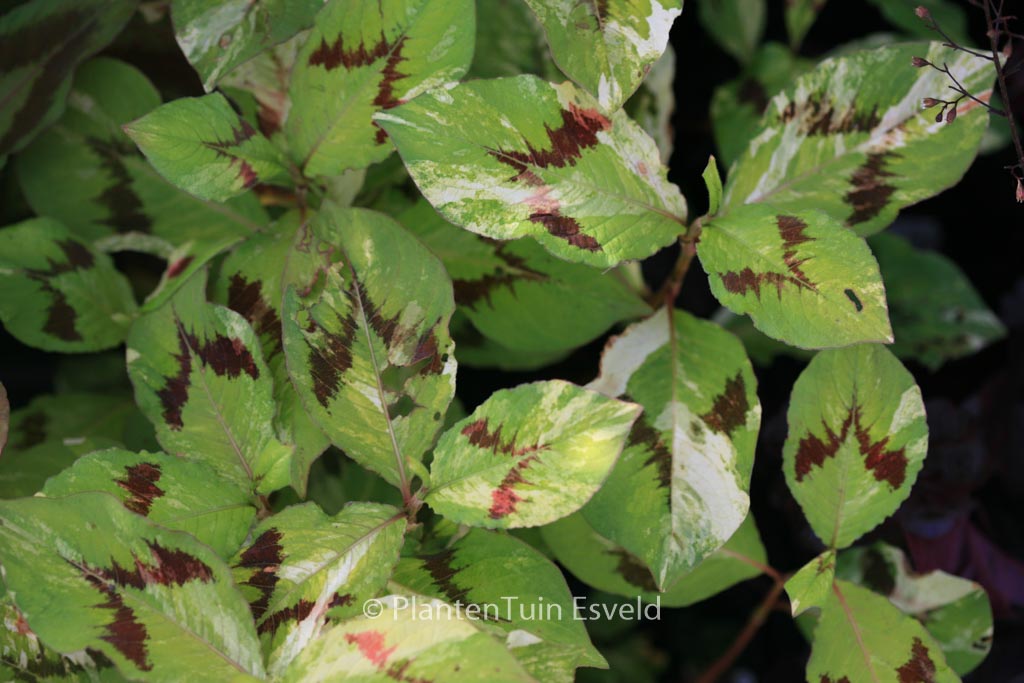 Persicaria filiformis 'Painter's Palet'