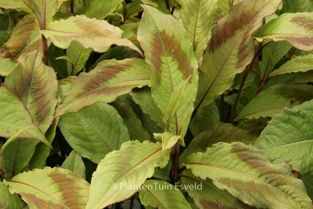 Persicaria virginiana 'Compton's Form'