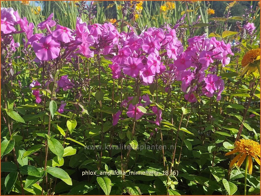 Phlox amplifolia 'Minnehaha'