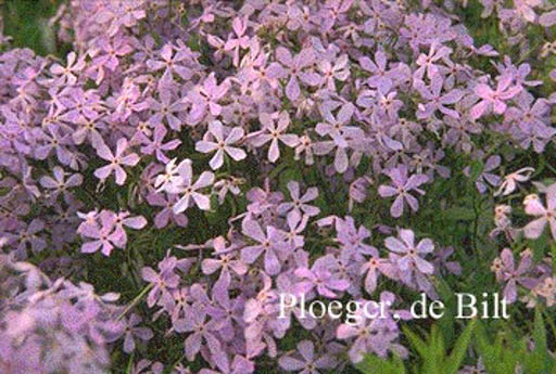 Phlox subulata 'Benita'