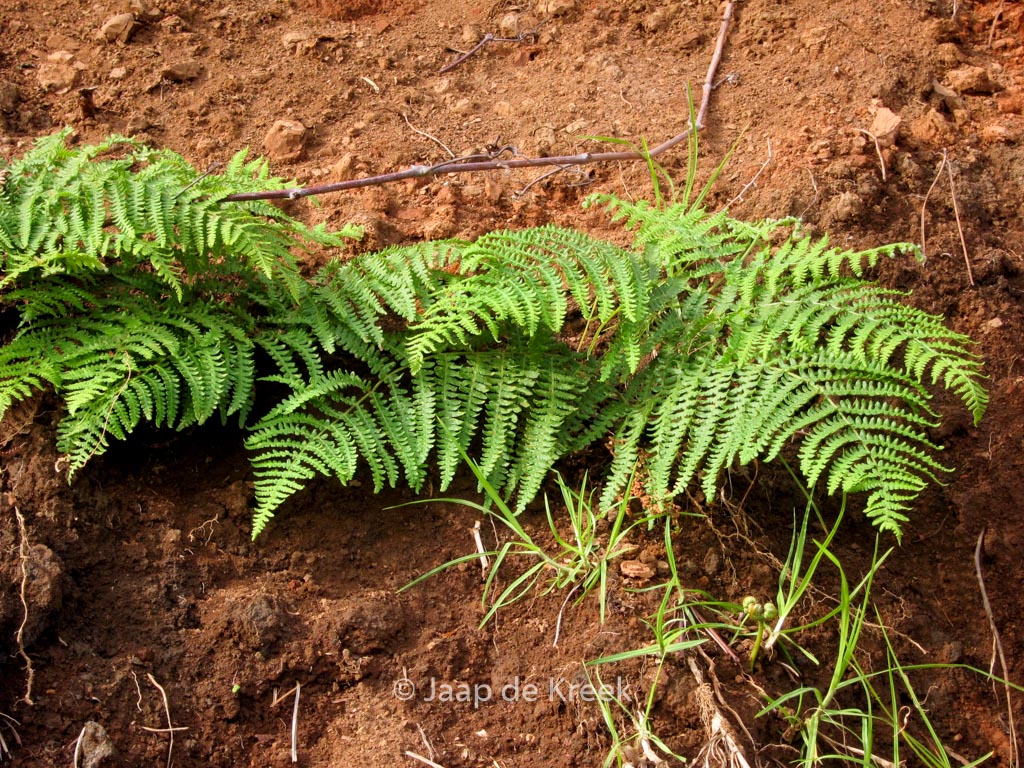Pteridium aquilinum