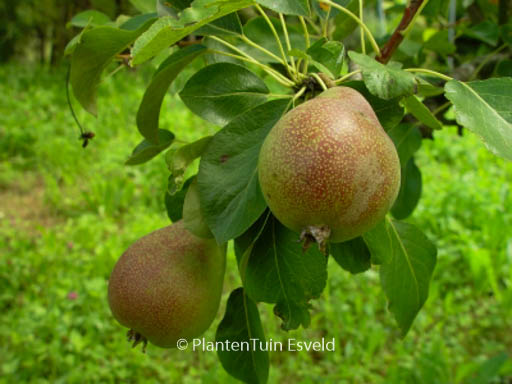 Pyrus communis 'Clapp's Favourite'