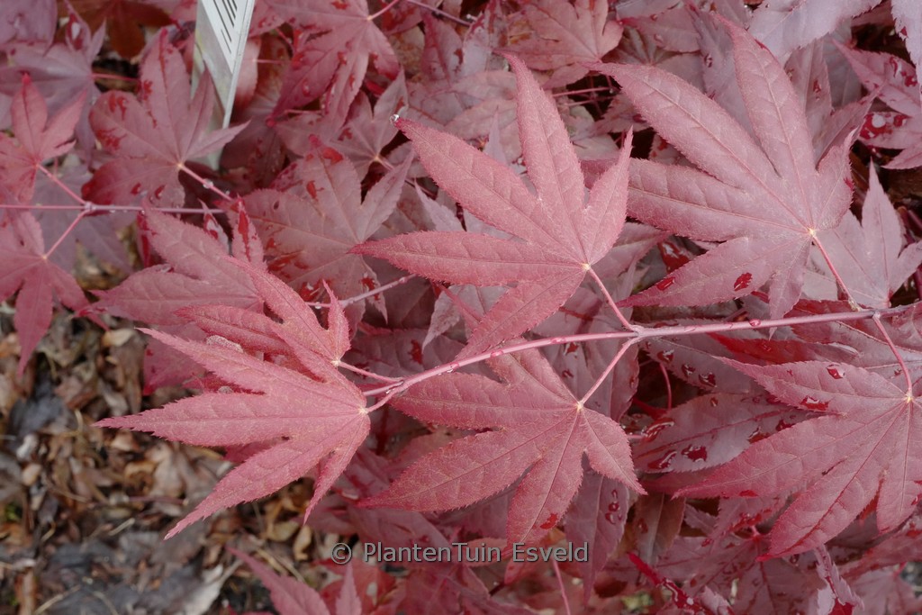 Acer palmatum 'Dolly Hill'
