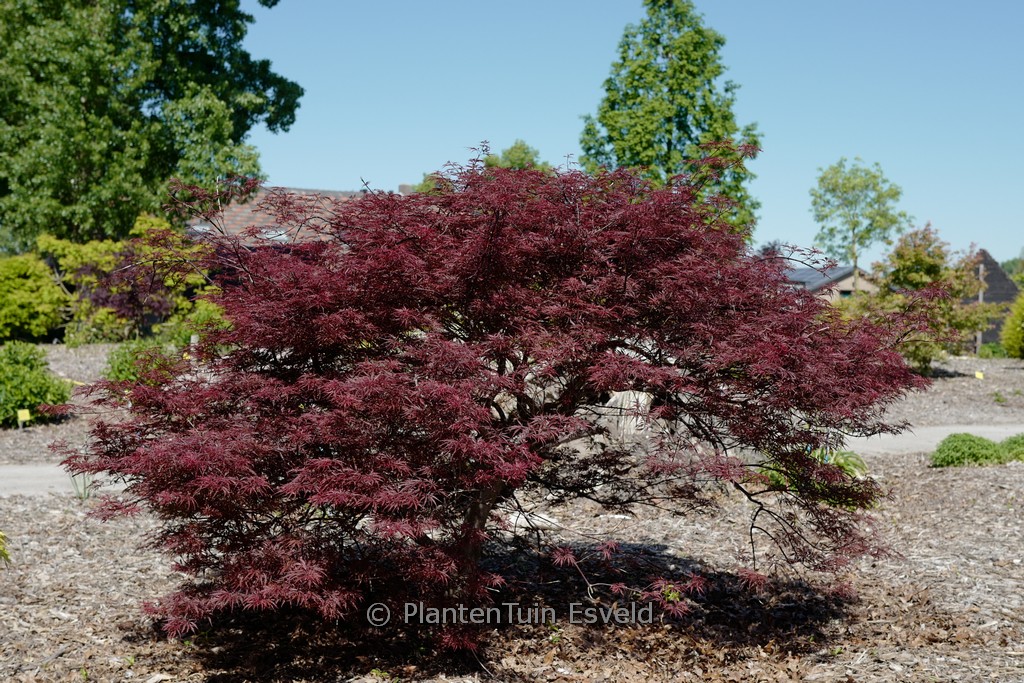 Acer palmatum 'Garnet Tower'