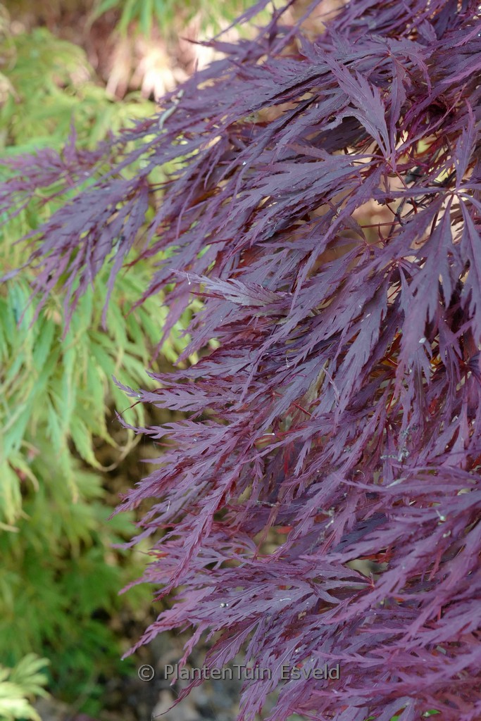 Acer palmatum 'Lace Lady'