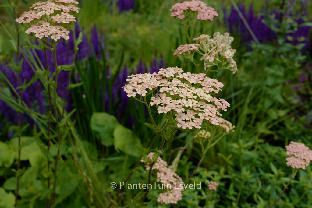 Achillea millefolium 'Apfelbluete'