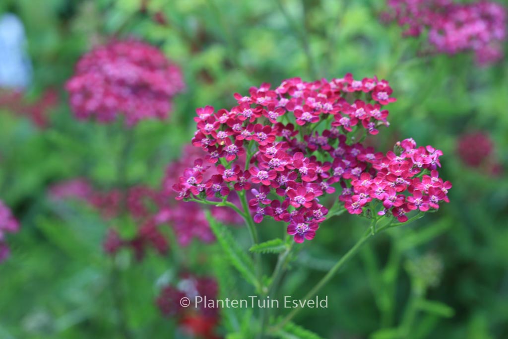Achillea millefolium 'Cassis'