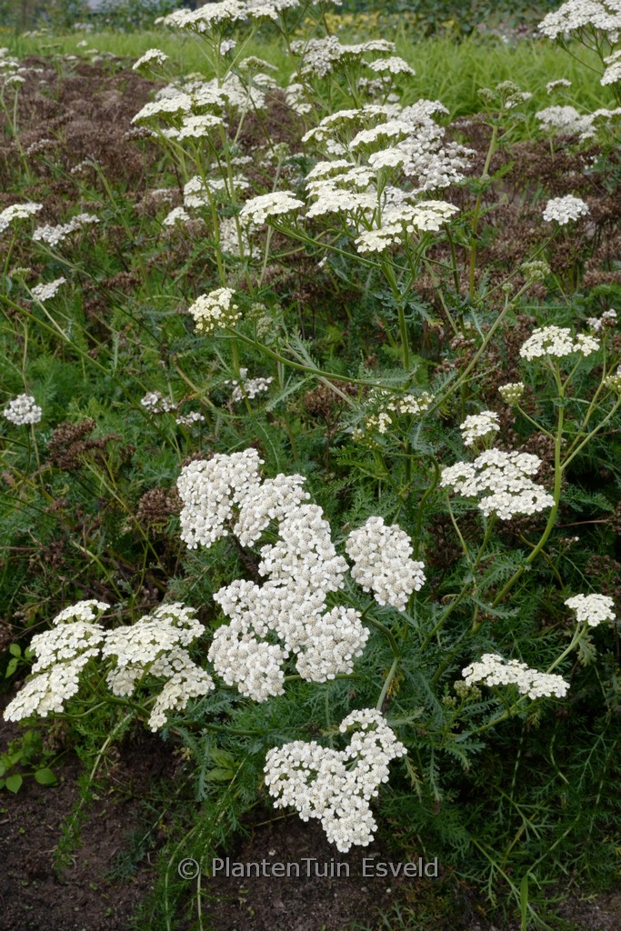 Achillea millefolium 'Wesersandstein'