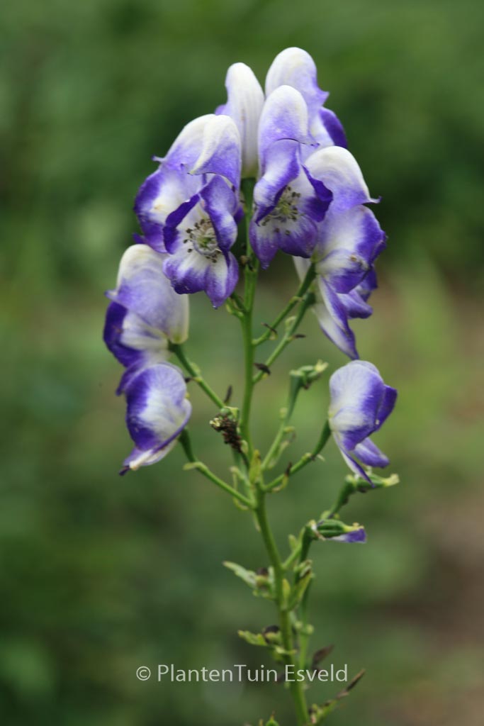 Aconitum cammarum 'Bicolor'