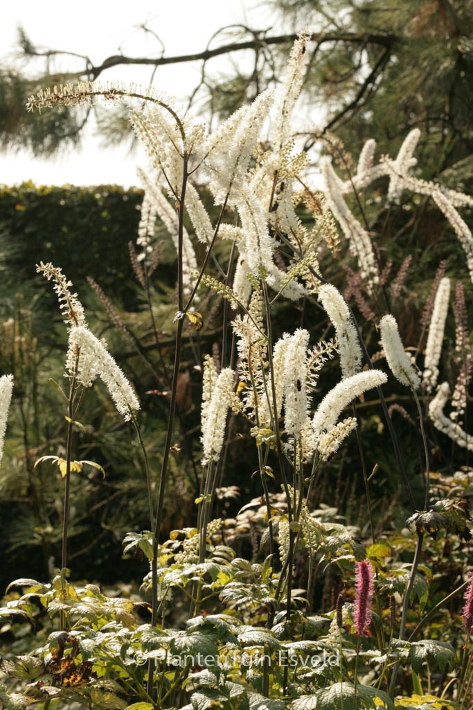 Actaea simplex 'Prichard's Giant'
