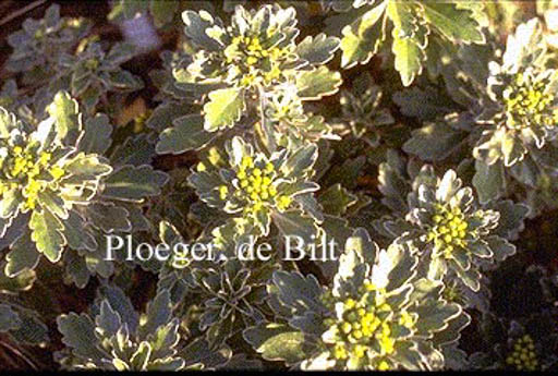 Ajania pacifica 'Gold and Silver'