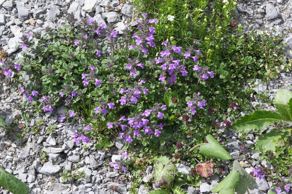 Ajuga reptans