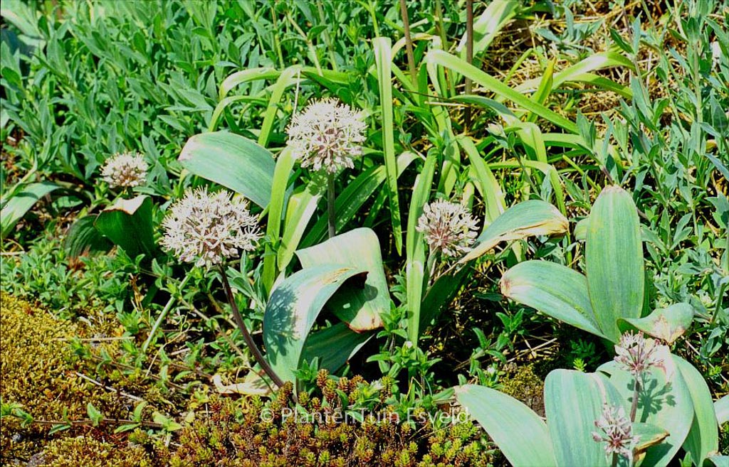 Allium karataviense