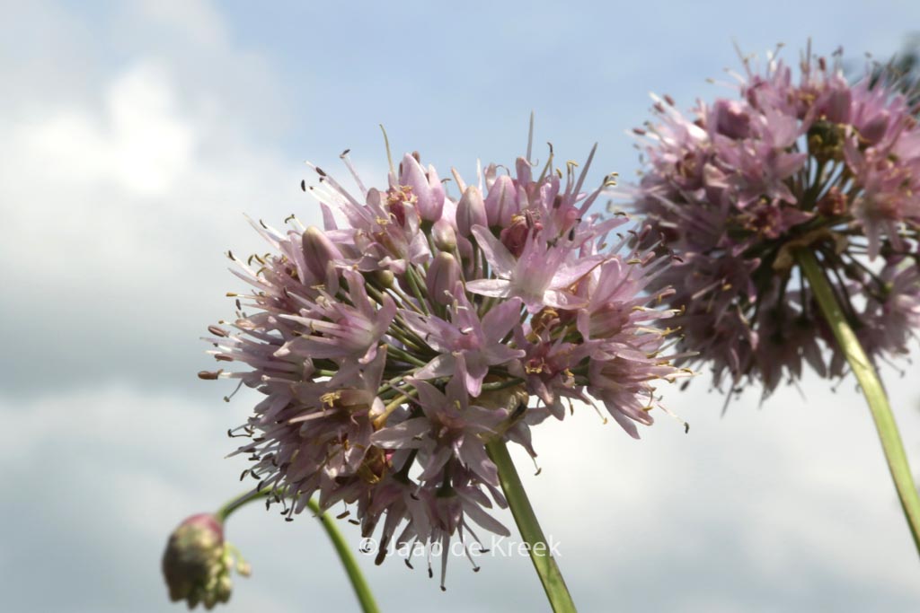 Allium nutans