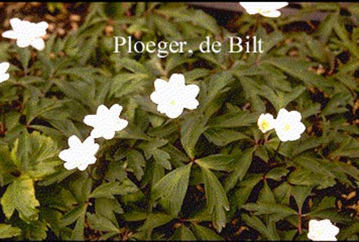 Anemone nemorosa 'Bracteata Pleniflora'