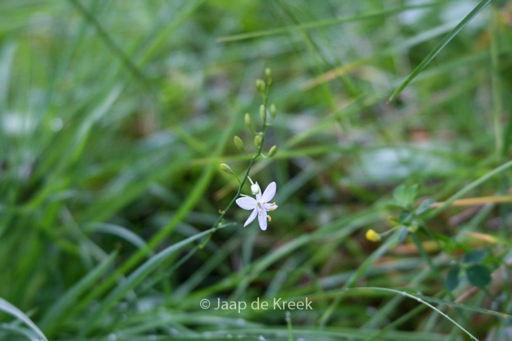 Anthericum ramosum