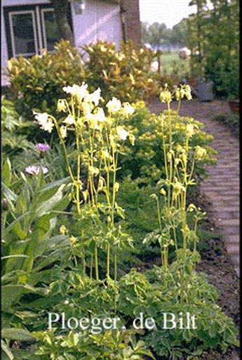 Aquilegia vulgaris 'Nivea'