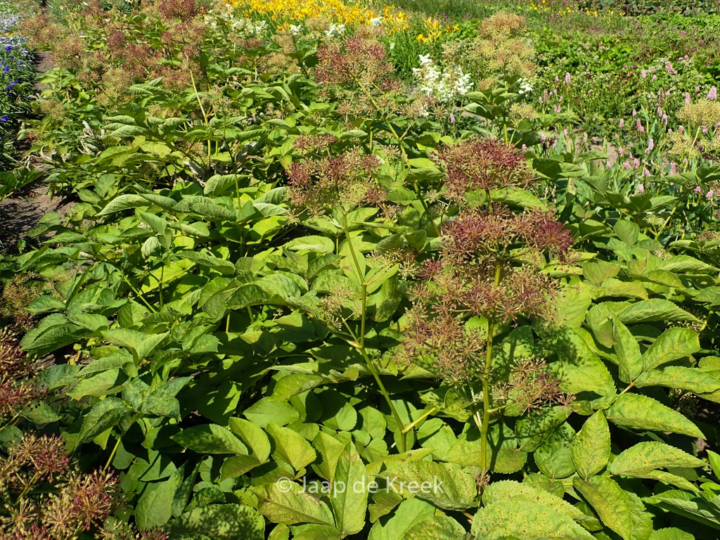 Aralia cordata