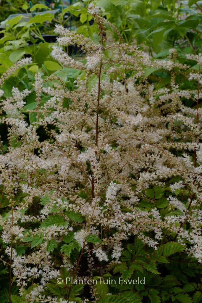 Aruncus 'Johannifest'