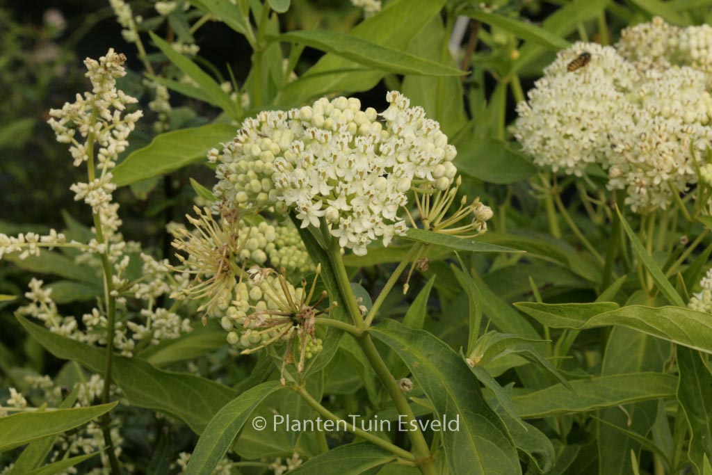 Asclepias incarnata 'Ice Ballet'