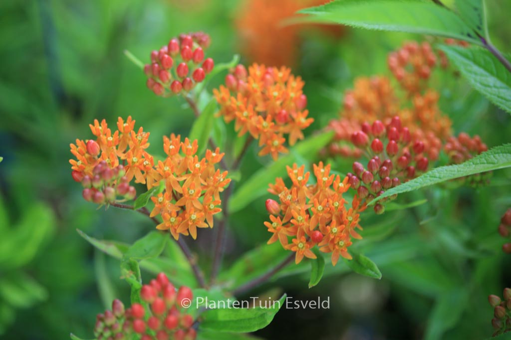 Asclepias tuberosa