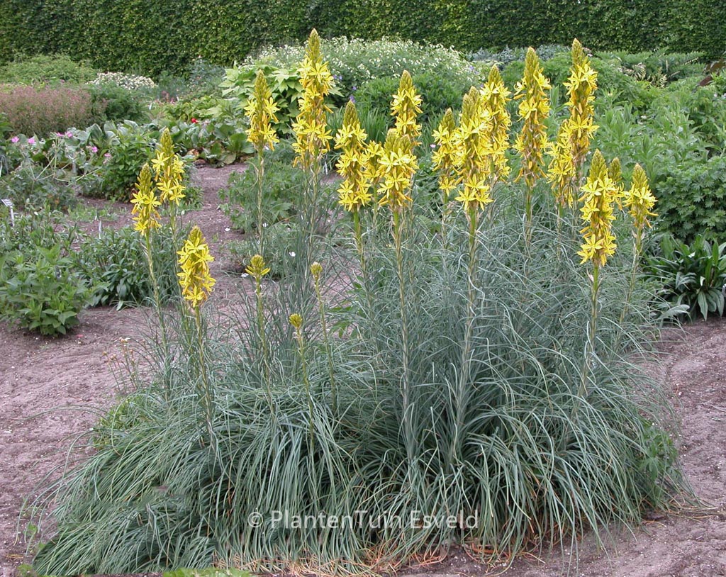 Asphodeline lutea